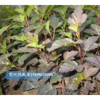 供应；紫叶风箱果