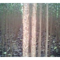 供应3-15公分国槐，毛白杨