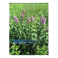 供应；工程苗，四季丁香，小叶丁香