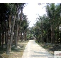 成都工程苗木蒲葵地经：20公分