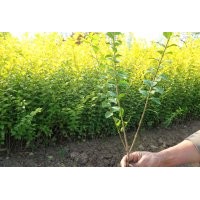产地销售3-6分枝金叶女贞、红叶小波、连翘等花木
