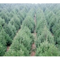 供应白皮松，油松国槐，刺槐