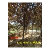 供应红叶李 紫薇，乌桕树，广玉兰，高杆《大叶》女贞
