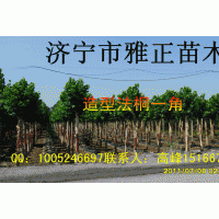 供应造型法桐（10-20公分）