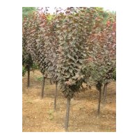 供应紫叶李 250棵，树形好