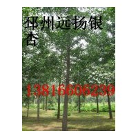 15公分银杏树价格