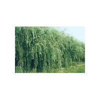 供大规格毛白杨.国槐.法桐.白蜡.合欢.千头椿.速生柳.
