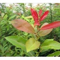 长期供应优质竹柳和红叶柳种苗