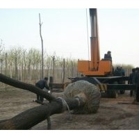 供千头椿,臭椿,毛白杨.法桐