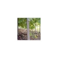 供应冠县毛白杨，冠县千头椿，臭椿，千头椿价格