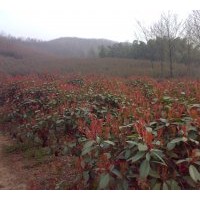 安徽浙江红叶石楠大型基地低价出售各规格红叶石楠 美国红枫