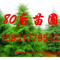 供应3米雪松价格 4米雪松