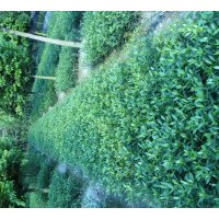 大批各种规格桂花 栀子 小苗出售