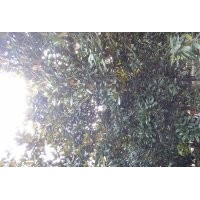 大量出售国槐 黄连木 桂花 摇钱树 广玉兰等