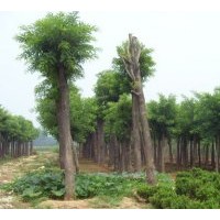 供应国槐