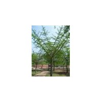 供银杏树