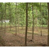 供应法桐 法桐价格到山东慧通苗木