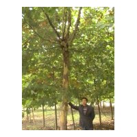 供应2011法桐 法国梧桐 悬铃木