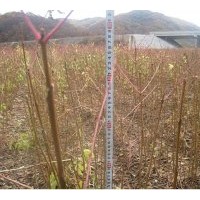 供应黄柏（黄菠萝）