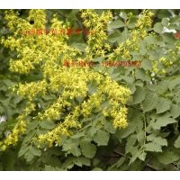 咱家种1年栾树苗40万