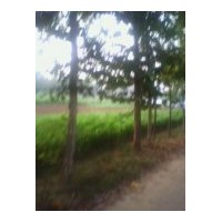 低价出售黄金槐球 毛白杨.国槐.法桐.白蜡.合欢.千头椿.速生柳.速