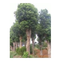 全国大型香樟，香泡，柚子树，桂花等系列苗木