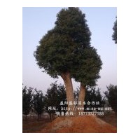 香樟价格实时报价信息