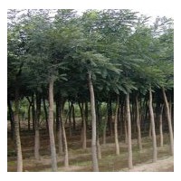 供应山东梁山国槐 法桐 白蜡