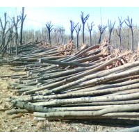 供千头椿，毛白杨，国槐，法桐，合欢，白蜡，北栾
