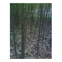 供速生杨107，速生柳，毛白杨，垂柳，馒头柳，旱柳