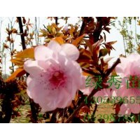 售冬红海棠、红宝石海棠、北美海棠芽苗成苗。
