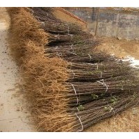 林豪香椿繁育开发中心：专供香椿苗。 花椒苗，大棚用苗！1000万