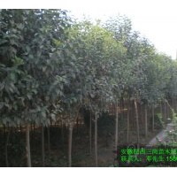 供应大叶女贞 大小规格都有
