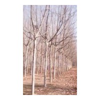 低价出售大量国槐、法桐、合欢等绿化苗木