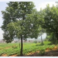 长期直供精品香樟树