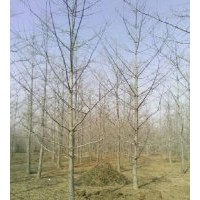 邳州银杏基地常年供应10-50公分银杏树