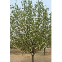 提供风景八棱海棠树