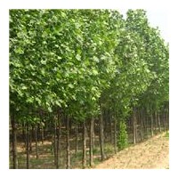 供应法桐 8-15公分
