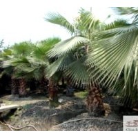 成都低价老人葵杆高2.5米