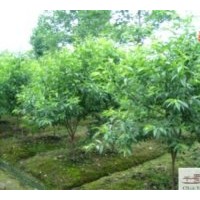 成都供应米经：8-10公分青叶碧桃