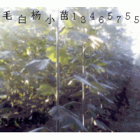 供1-40千头椿,臭椿,毛白杨.法桐