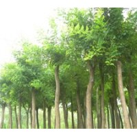 大量供应3-5公分的葡萄树