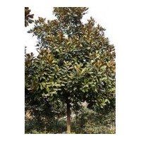 供应广玉兰.广玉兰价格.潢川广玉兰.河南广玉兰.广玉兰基地