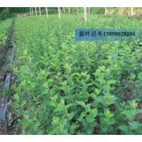 供应；扦插苗，蓝叶忍冬