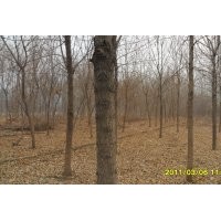 供应五角枫 7-11公分