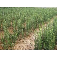 供应大量地径3公分罗汉松