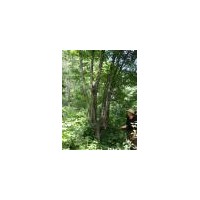 售：自家山树五角枫，蒙古栎，曲柳，白桦，核桃楸，山槐