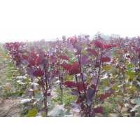 供应全红杨、红叶杨、彩叶杨、速生杨