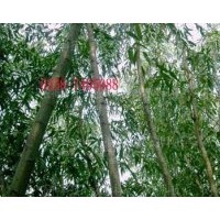 批发销售竹柳苗，美国竹柳，速生竹柳！