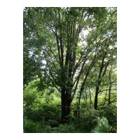 售：自家山树纯青白签云杉，丁香，茶条槭